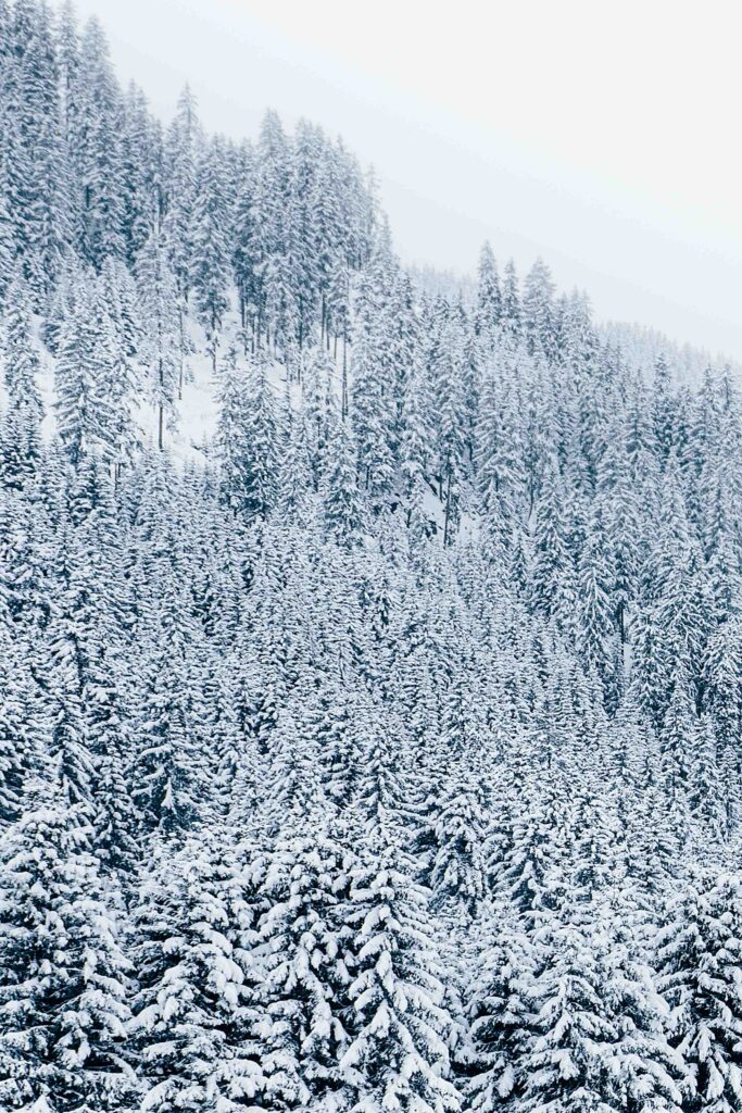 Snowy Forest ©Amandine David