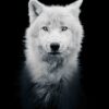 Loup Arctique