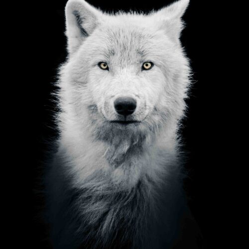 Loup Arctique