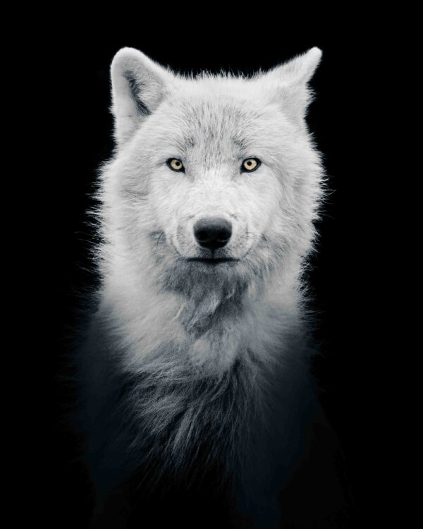 Loup Arctique