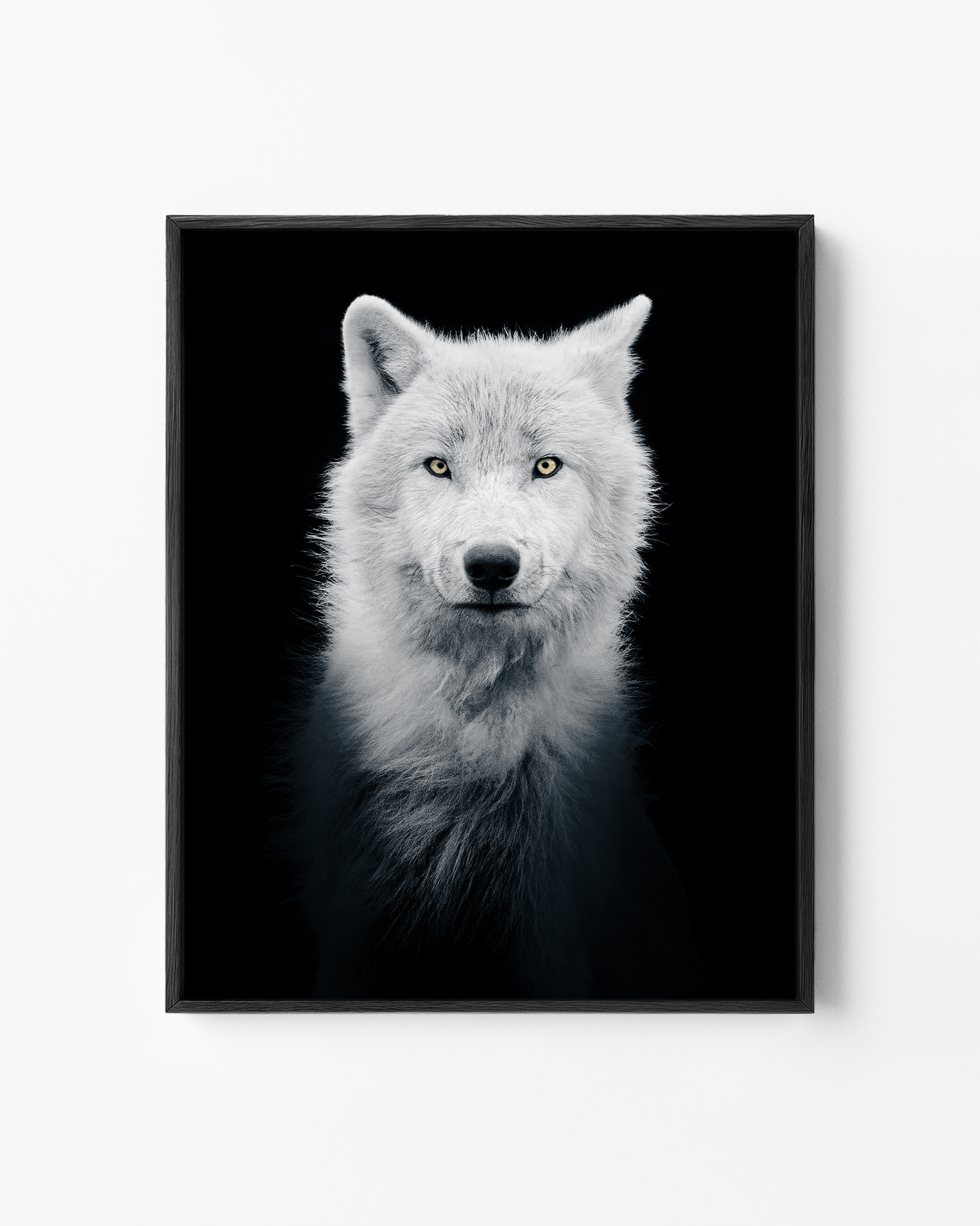 Loup Arctique
